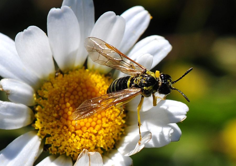 La vita in un fiore
